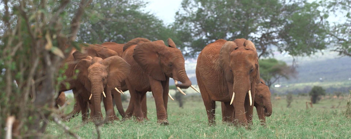 Best of Tanzania Safaris – 7 Days/ 6 Nights | Bright African Safaris