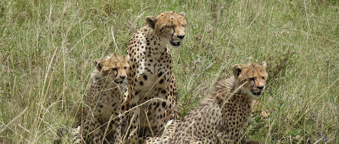 Best of Tanzania Safaris – 7 Days/ 6 Nights | Bright African Safaris