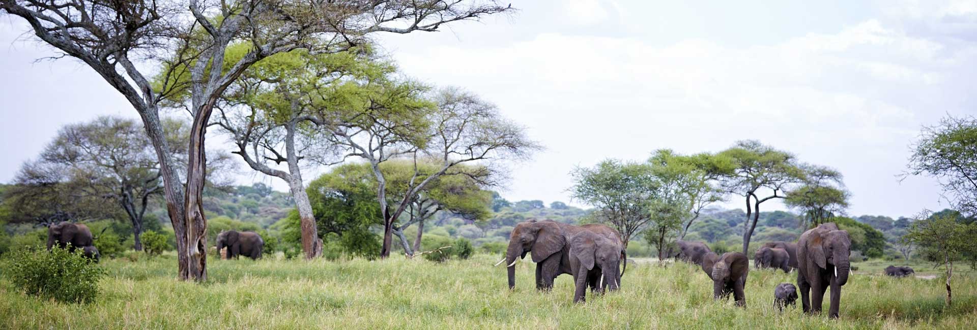 Tarangire National Park | Bright African Safaris